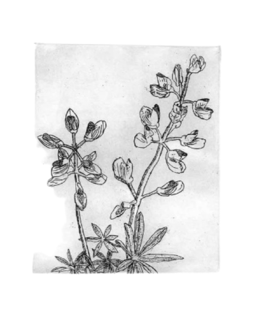 Wild Lupine Etching