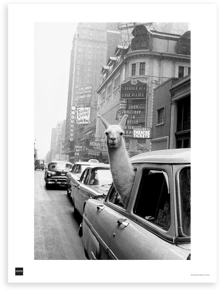 A Llama in Times Square
