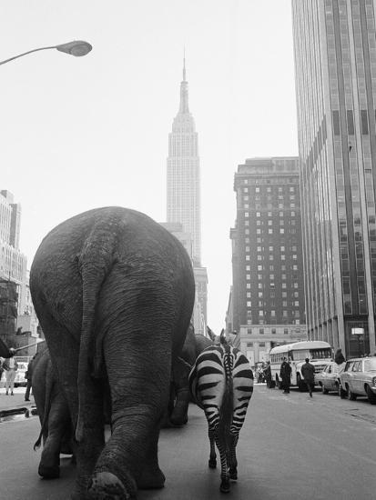Circus Animals on 33rd Street