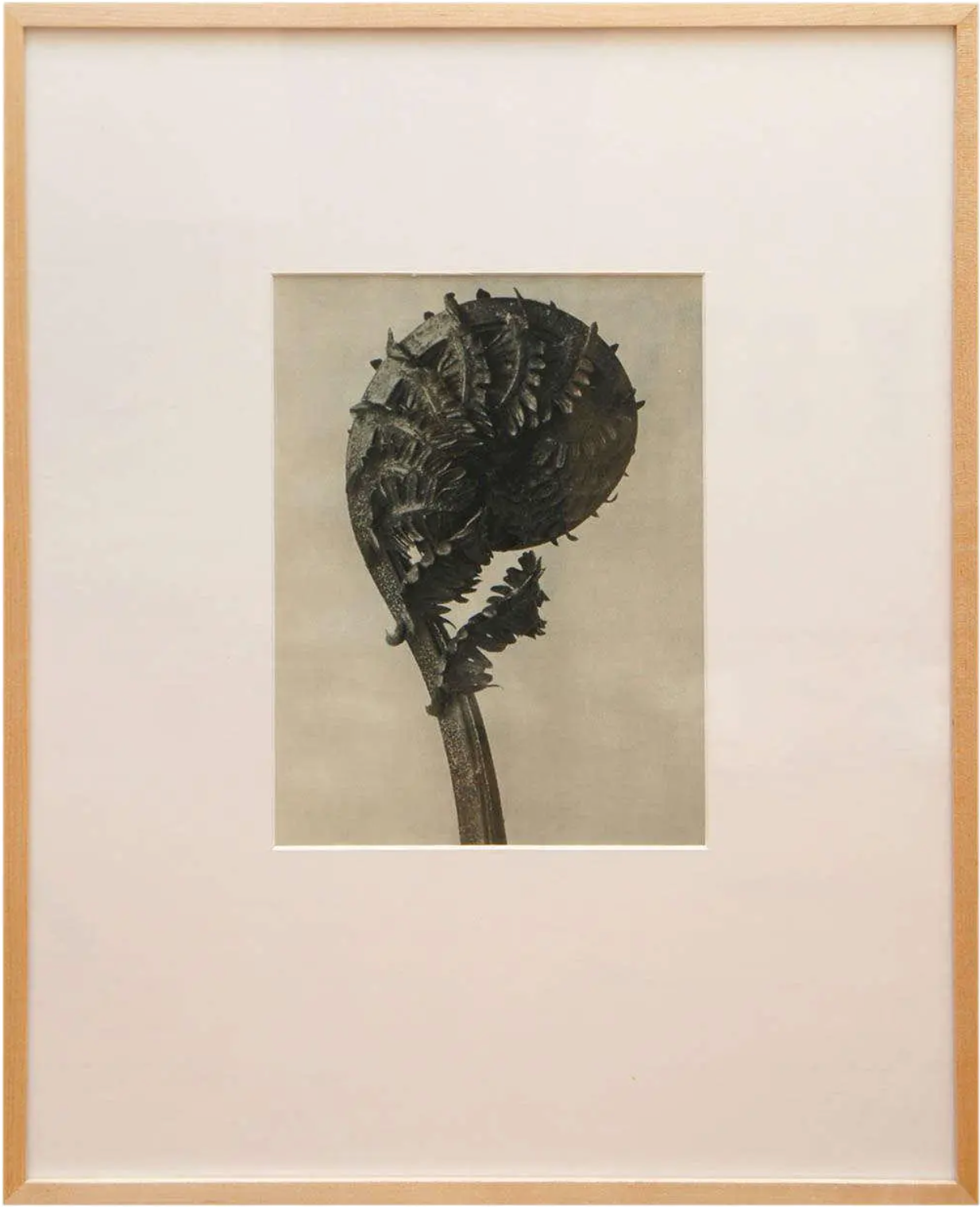 Original Botanical Photogravure