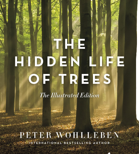 The Hidden Life of Trees